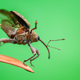 Imagen para el artículo titulado El autor de la foto ganadora de este concurso de fotografía de insectos tenía fobia a los insectos